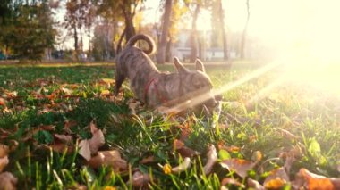 Güneş ayarlama parlama parkında sopayla köpek çalış. Bakım ve Evcil hayvan için eğitim