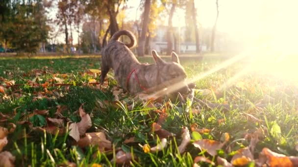 Hond speelt met stok in park in schittering van het instellen van de zon. Zorg en opleiding voor huisdieren — Stockvideo