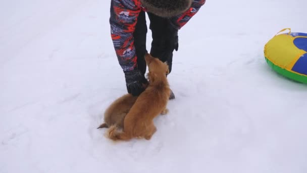 Man streelt hond en puppy in ijzige winterdag. Honden spelen met hun meester op een besneeuwde weg. Winter. Huisdieren — Stockvideo