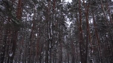 Çam park karlı kış. İğne yapraklı orman kış soğuk günde. Ağır çekim