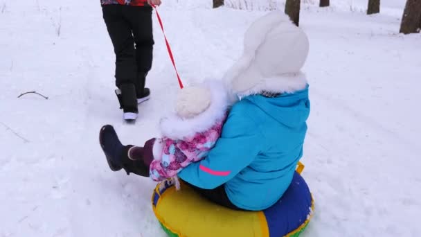 Baba Anne küçük bebek ile kızak çam parkı ve gülüyor alır. Aile Noel tatili sırasında iğne yapraklı orman rahatlatıcıdır. Çocuklar ve ebeveynleri — Stok video