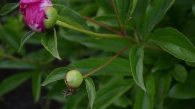 Bahçe, yakın çekim çiğ kırmızı Şakayık çiçeği ile damla