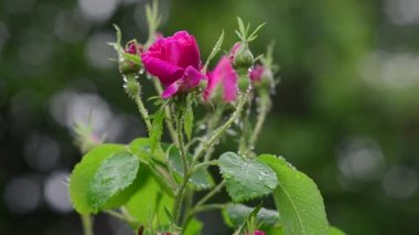 Rüzgar bokeh arka plan üzerinde güzel pembe çiçek tomurcuk yağmur damlaları içinde sways