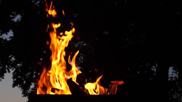 Fire trees in forest. Firewood is lit with bright flame — Stock Video