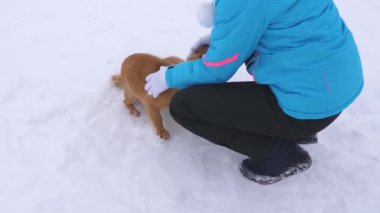 Kadın kırmızı beyaz kar köpekleri okşuyor. Ana bilgisayarda kış yürüyüş ile pets. Çoluk çocuk ile pets