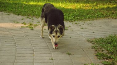 Köpek yaz park, dilini sıcaktan atma size yürür. Ağır çekim.