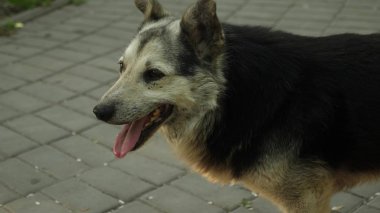 Köpek yaz park, dilini sıcaktan atma size yürür. Ağır çekim