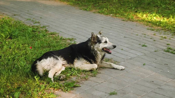 Stoczni strażników duży dorosły pies, pies leży na zielony trawnik — Zdjęcie stockowe