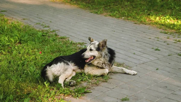 Perro adulto grande guarda patio, perro se encuentra en un césped verde — Foto de Stock
