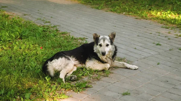 Big adult dog guards yard, dog lies on a green lawn — Stock Photo, Image