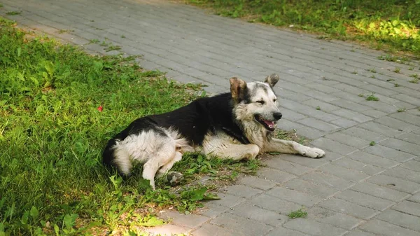 Perro adulto grande guarda patio, perro se encuentra en un césped verde — Foto de Stock