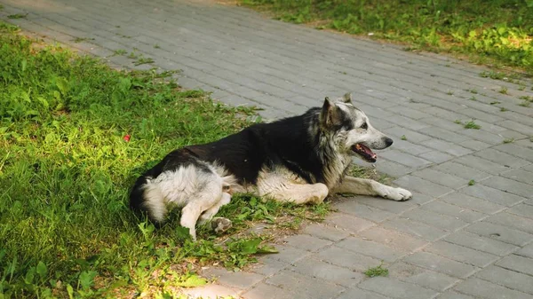 Большая взрослая собака охраняет двор, собака лежит на зеленой лужайке — стоковое фото