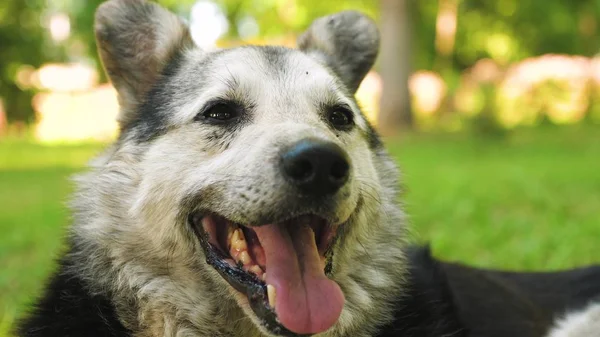 big dog lies on green lawn and guards the house. big shaggy dog is hot in summer. dog stuck out his tongue and breathes deeply