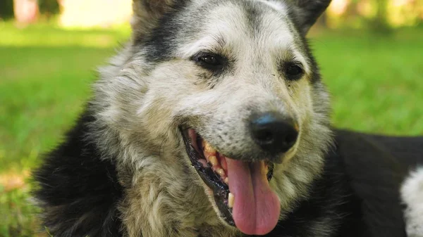 Büyük köpek yeşil çimenlerin üzerinde yatıyor ve evin korur. büyük tüylü köpek yaz aylarında sıcak oldu. köpek onun dilini soktu ve derin nefes alır — Stok fotoğraf
