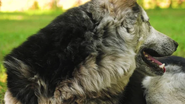 Big dog lies on green lawn and guards the house. big shaggy dog is hot in summer. dog stuck out his tongue and breathes deeply — Stock Photo, Image