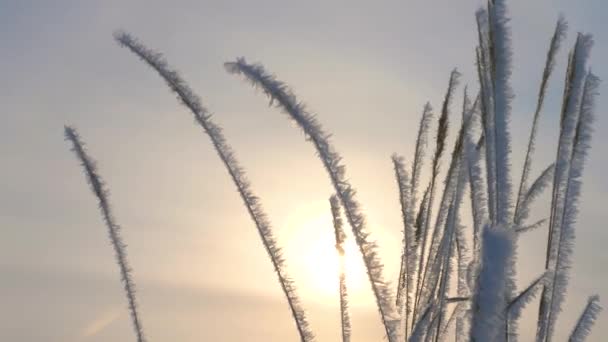 Sunrise over the winter forest. in winter, dry grass is covered with white frost. close-up. — Stock Video