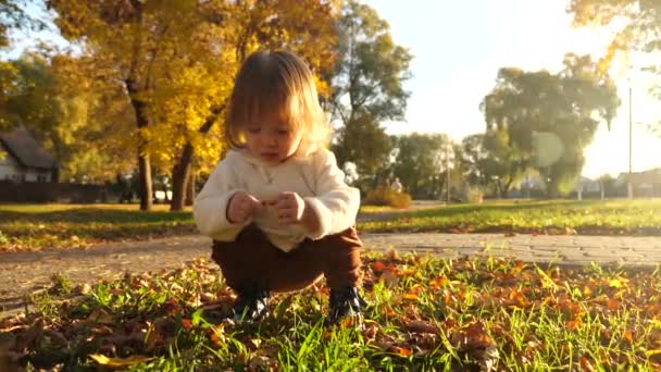 Klein kind onderzoekt gele bladeren op groen gazon in een herfst Park verlicht door warm zonlicht. Happy Kid spelen in Park op het gras. — Stockvideo