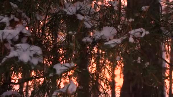 Snow on pine branch. beautiful pine branch at sunset swinging wind. winter evening forest, a park on background of sun. — Stock video