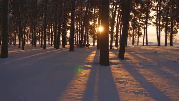 A park snow fényes nap sugarai borított Pines világítja meg, a fák és a hó. Gyönyörű karácsonyi téli erdő a naplemente. gyönyörű téli táj — Stock videók