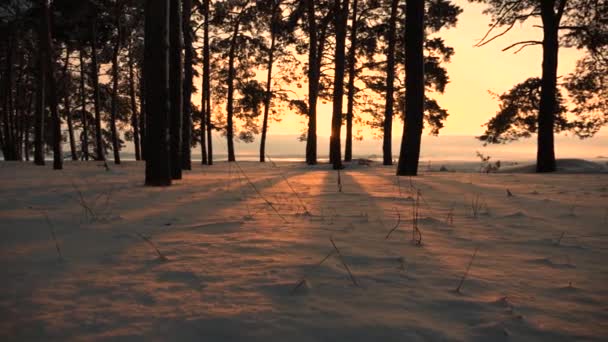 Blizzard i vinter skog. Vackra jul vinter skogen vid solnedgången. tallarna i park täckt med snö ljusa strålar solen belyser träden och snö. vackert vinterlandskap — Stockvideo