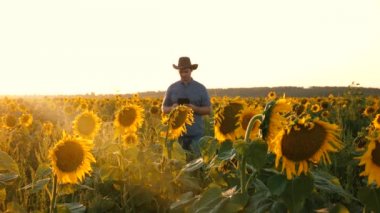 bir ziraat mühendisi adam elinde bir tablet ile Ayçiçeği tarlası boyunca yürür. çiftçi çiçek açan ayçiçeği olup olmadığını denetler. iş adamı kendi alanında inceliyor.