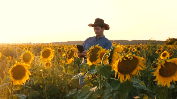 Boer Met Tablet Inspecteert Ontplooiing Van Zonnebloemen Een Agronoom Man — Stockvideo