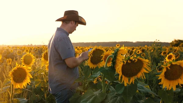 Businessman with tablet examines his field with sunflowers. farmer walks in flowering field. agronomist man osamatrivaet flowers and sunflower seeds.