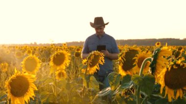 İşadamı tablet ile ayçiçeği ile kendi alanında inceliyor. çiftçi bir çiçekli alanına yürüyor. Ziraat Mühendisi adam osamatrivaet çiçek ve ayçiçeği tohumu.