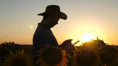Siluet işadamı tablet ile ayçiçeği ile kendi alanında inceliyor. tarıma dayalı işletme kavramı. çiftçi bir çiçekli alanına yürüyor. Ziraat Mühendisi adam osamatrivaet çiçek ve ayçiçeği tohumu.