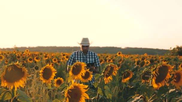 Geschäftsmann mit Tablet untersucht sein Feld mit Sonnenblumen. landwirtschaftliches Geschäftskonzept. Bauer geht auf einem blühenden Feld spazieren. Agronom Mann osamatrivaet Blumen und Sonnenblumenkerne. — Stockvideo