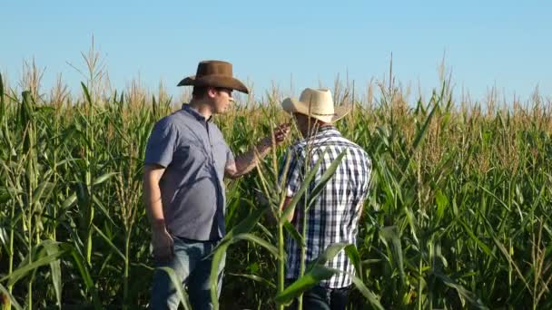 Empresarios con tableta examinan su campo con maíz. concepto de negocio agrícola. Los granjeros caminan en un campo florecido. Agrónomos hombres ozamatrivayut floración y mazorcas de maíz . — Vídeo de stock