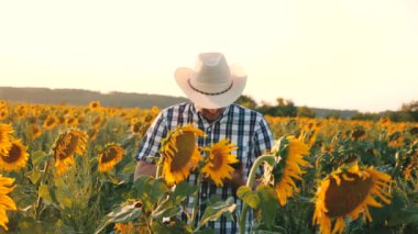 çiftçi bir çiçekli alanına yürüyor. Ziraat Mühendisi adam osamatrivaet çiçek ve Ayçiçeği çekirdeği. İşadamı tablet ile ayçiçeği ile kendi alanında inceliyor. tarıma dayalı işletme kavramı.