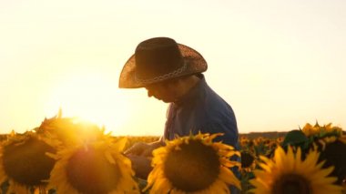 İşadamı tablet ile ayçiçeği ile kendi alanında inceliyor. çiftçi bir çiçekli alanına yürüyor. Ziraat Mühendisi adam osamatrivaet çiçek ve Ayçiçeği çekirdeği. tarıma dayalı işletme kavramı.