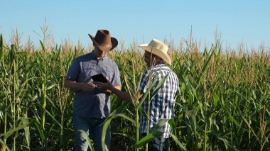 Tablet ile işadamları Mısır ile kendi alanında inceliyor. tarıma dayalı işletme kavramı. Çiftçiler çiçekli bir alanına yürüyor. Ziraat erkekler ozamatrivayut çiçekli ve Mısır koçanı.