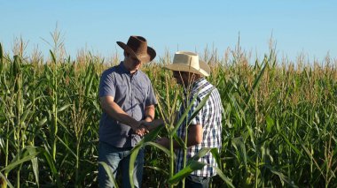Tablet ile işadamları Mısır ile kendi alanında inceliyor. tarıma dayalı işletme kavramı. Çiftçiler çiçekli bir alanına yürüyor. Ziraat erkekler ozamatrivayut çiçekli ve Mısır koçanı.