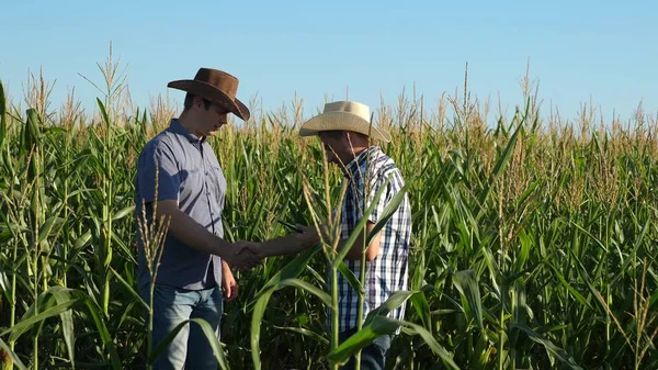 Empresarios con tableta examinan su campo con maíz. concepto de negocio agrícola. Los granjeros caminan en un campo florecido. Agrónomos hombres ozamatrivayut floración y mazorcas de maíz . — Foto de Stock