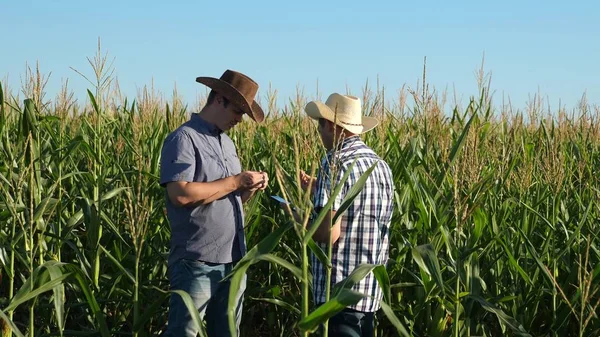 Empresarios con tableta examinan su campo con maíz. concepto de negocio agrícola. Los granjeros caminan en un campo florecido. Agrónomos hombres ozamatrivayut floración y mazorcas de maíz . — Foto de Stock