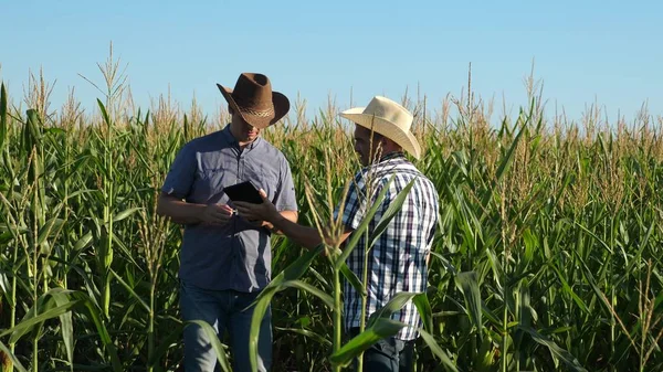 Empresários com tablet examina seu campo com milho. conceito de negócio agrícola. Os agricultores caminham em um campo florido. Agronomistas homens ozamatrivayut floração e espigas de milho . — Fotografia de Stock