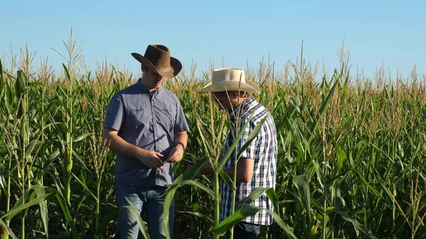 Businessmen with tablet examines their field with corn. concept of agricultural business. Farmers walks in a flowered field. Agronomists men ozamatrivayut flowering and corn cobs. — Stock Photo, Image