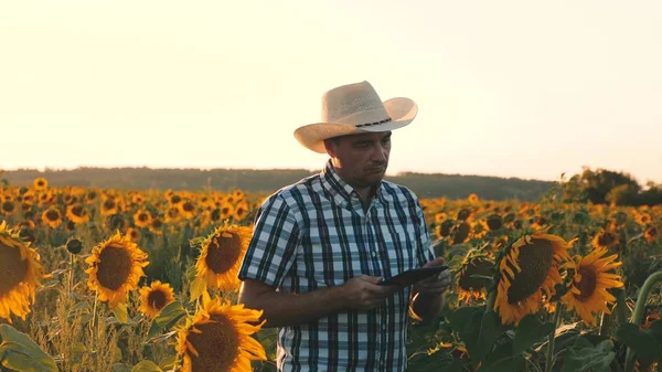 agricultural business concept. farmer walks in a flowering field. agronomist man osamatrivaet flowers and sunflower seeds. Businessman with tablet examines his field with sunflowers.