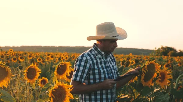 agricultural business concept. farmer walks in a flowering field. agronomist man osamatrivaet flowers and sunflower seeds. Businessman with tablet examines his field with sunflowers.
