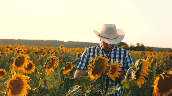 Homem agrônomo osamatrivaet flores e sementes de girassol. Empresário com tablet examina seu campo com girassóis. conceito de negócio agrícola. agricultor caminha em um campo de floração . — Fotografia de Stock