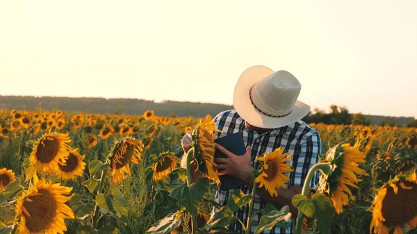 agronomist man osamatrivaet flowers and sunflower seeds. Businessman with tablet examines his field with sunflowers. agricultural business concept. farmer walks in a flowering field.