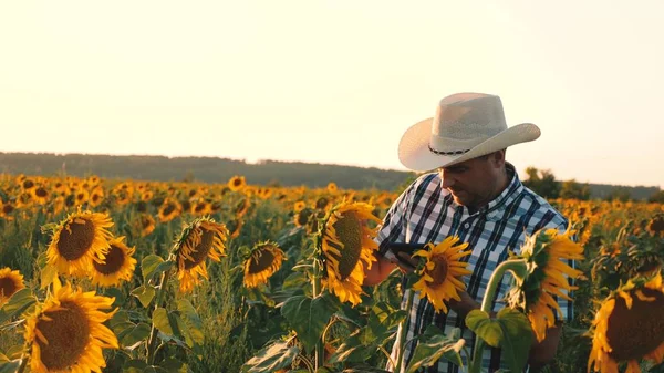 agronomist man osamatrivaet flowers and sunflower seeds. Businessman with tablet examines his field with sunflowers. agricultural business concept. farmer walks in a flowering field.