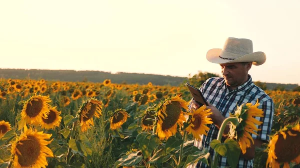 Homem agrônomo osamatrivaet flores e sementes de girassol. Empresário com tablet examina seu campo com girassóis. conceito de negócio agrícola. agricultor caminha em um campo de floração . — Fotografia de Stock