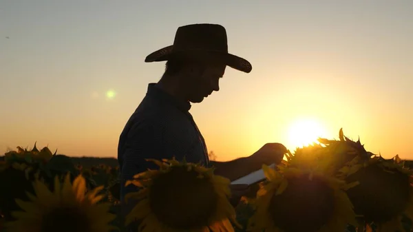 Silhouette Businessman with tablet examines his field with sunflowers. concept of agricultural business. farmer walks in a flowering field. agronomist man osamatrivaet flowers and sunflower seeds.