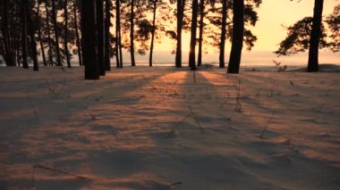 Kış park kar fırtınasında gün batımında. Kışın kar taneleri bir ormandaki güzel güneş ışınlarının snowdrifts üzerinde uçmak.