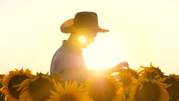 Agronom mannen osamatrivaet blommor och solrosfrön. Affärsman med tablett undersöker sitt område med solrosor. begreppet jordbruksföretag. bonde promenader i ett blommande fält. — Stockvideo