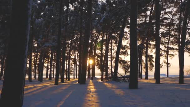 Gyönyörű karácsonyi téli erdő a naplemente. gyönyörű téli táj. a park snow fényes nap sugarai borított Pines világítja meg, a fák és a hó. — Stock videók