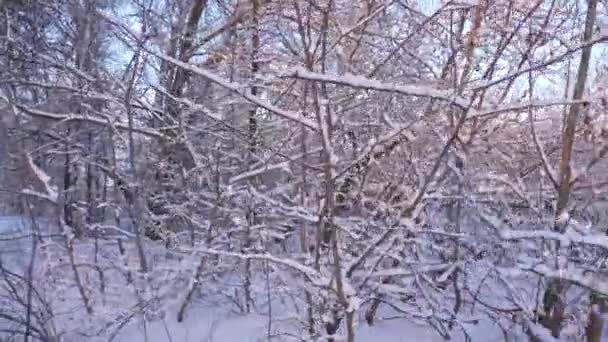 Bela floresta de inverno de Natal com neve branca. bela paisagem de inverno. no parque no inverno geada, árvores e galhos na neve. Movimento lento . — Vídeo de Stock